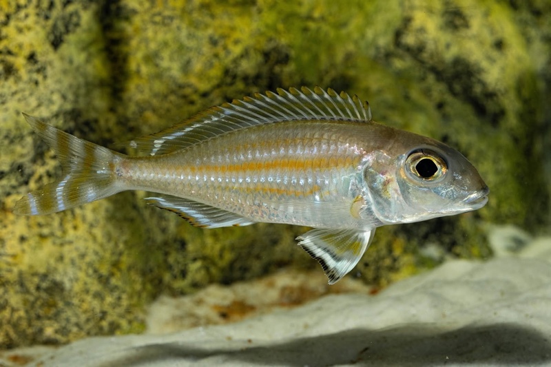 Xenotilapia caudafasciata